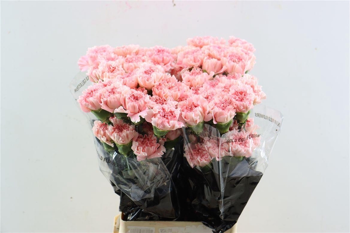 <h4>Di St Pastel Crimea</h4>