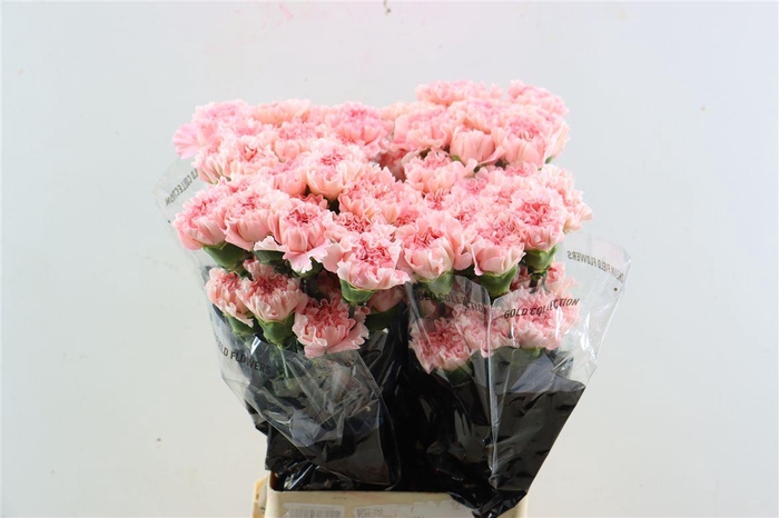 <h4>Di St Pastel Crimea</h4>