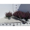 Callu Bl Laura