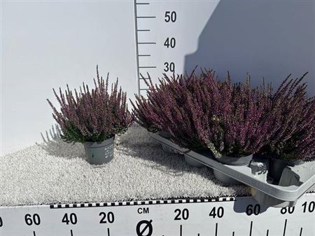 Callu Bl Laura