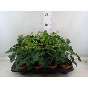 Hedera hibernica