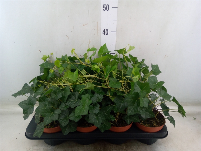<h4>Hedera hibernica</h4>