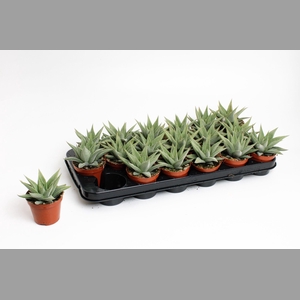 HAWO LI SPIDER WHITE