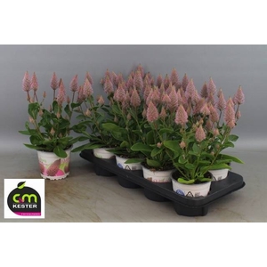 PTILOTUS EX JOEY