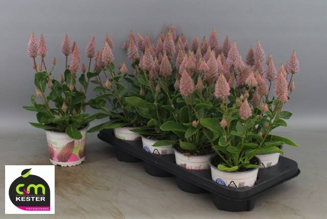 <h4>PTILOTUS EX JOEY</h4>