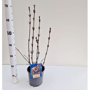 Viburnum bodnantense Dawn