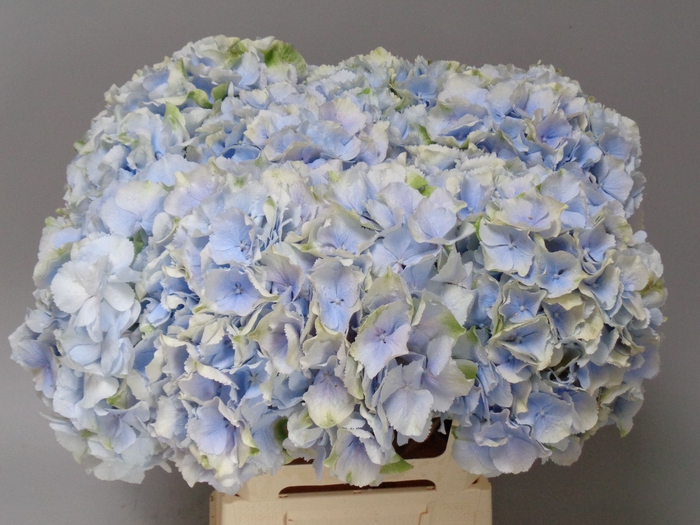 <h4>HYDR M CH VERENA BL</h4>