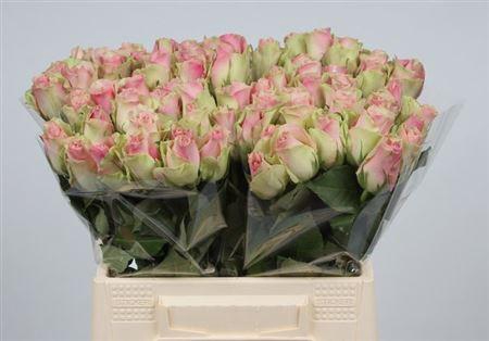 <h4>R Gr Belle Rose</h4>