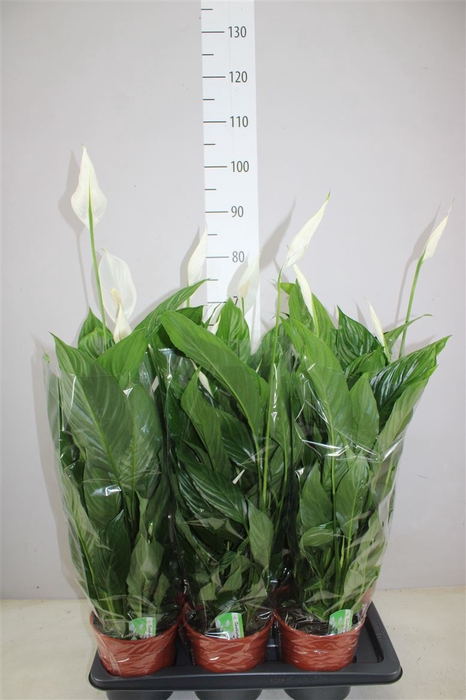 <h4>Spathiphyllum Verdi</h4>