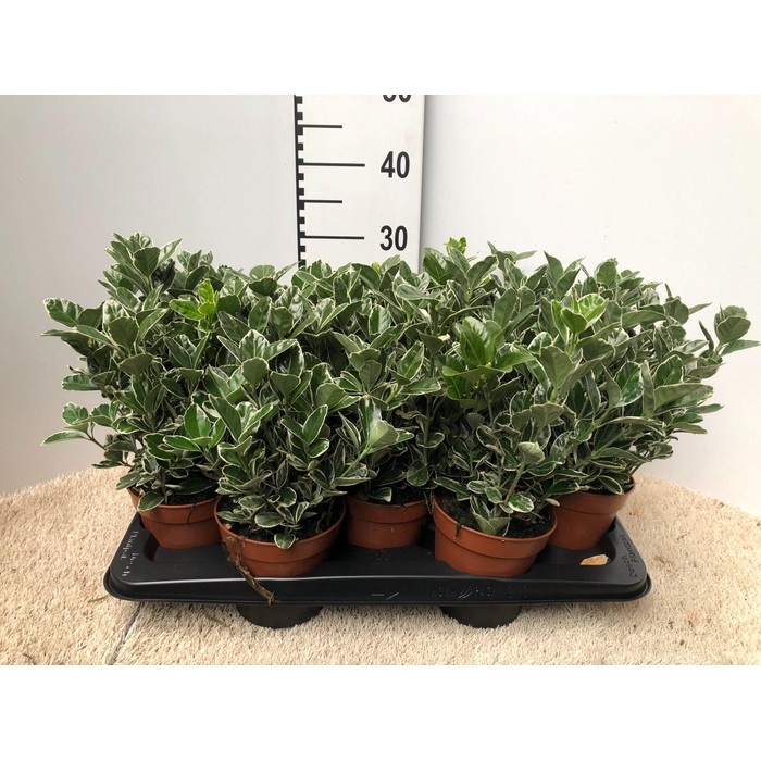 <h4>euonymus kathy - pot 13</h4>