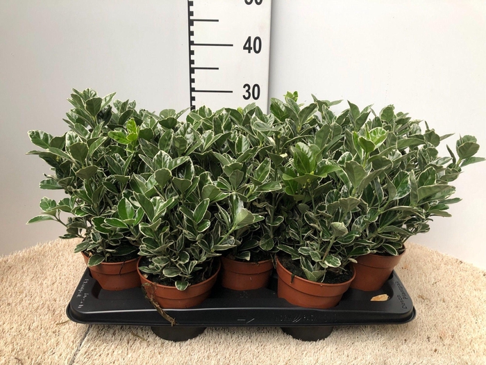 <h4>euonymus kathy - pot 13</h4>