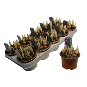 Crocus vernus 'Flower Record'