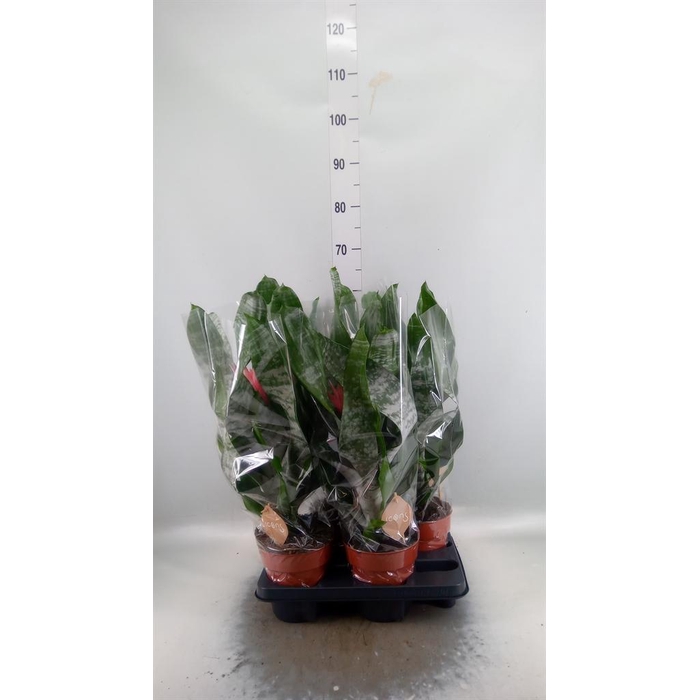 <h4>Aechmea fasciata 'Primera'</h4>