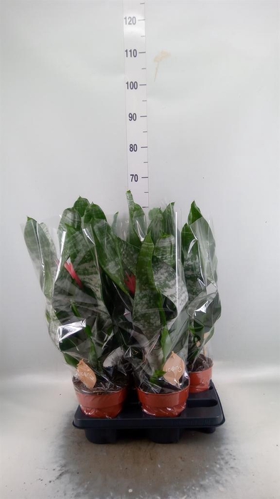 <h4>Aechmea fasciata 'Primera'</h4>