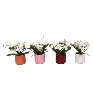 Phal. Multi vorm wit 