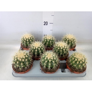 Echinocactus grusonii