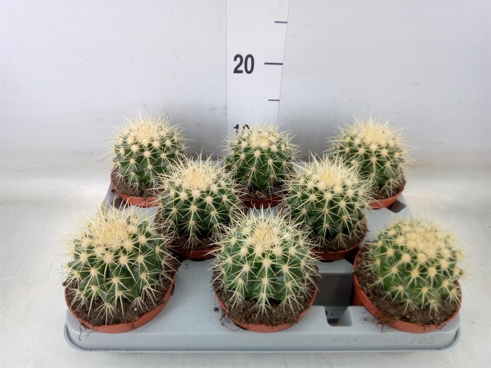 <h4>Echinocactus grusonii</h4>