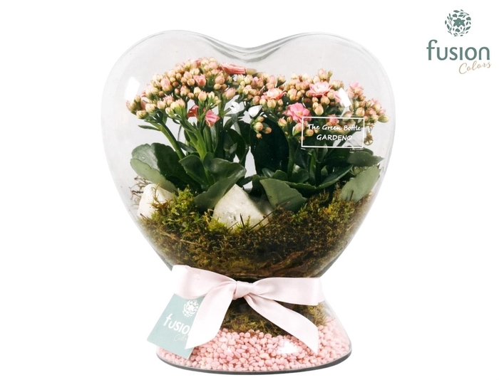 <h4>Green Bottle Hart met Kalanchoe</h4>