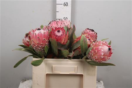 <h4>Protea Magnifica</h4>