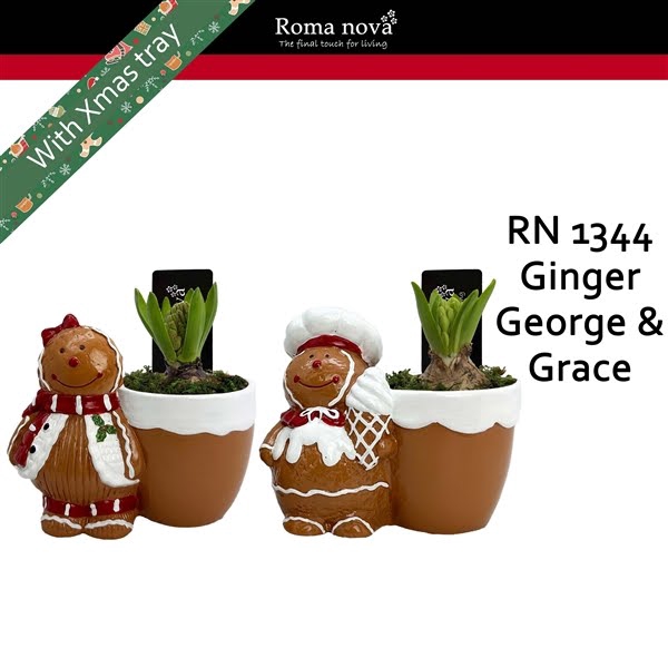 <h4>1344 - Ginger George & Grace (Hyacint)</h4>