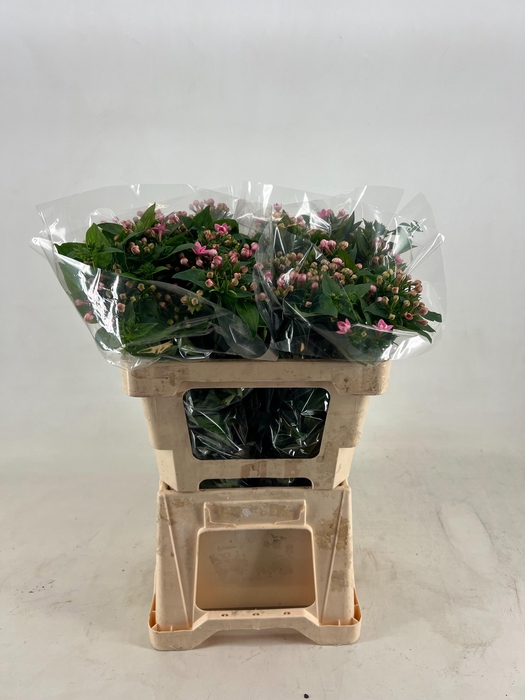 <h4>BOU DU DARK PINK IMP</h4>