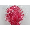 Dried Palm Sun 6pc Fuchsia Bunch