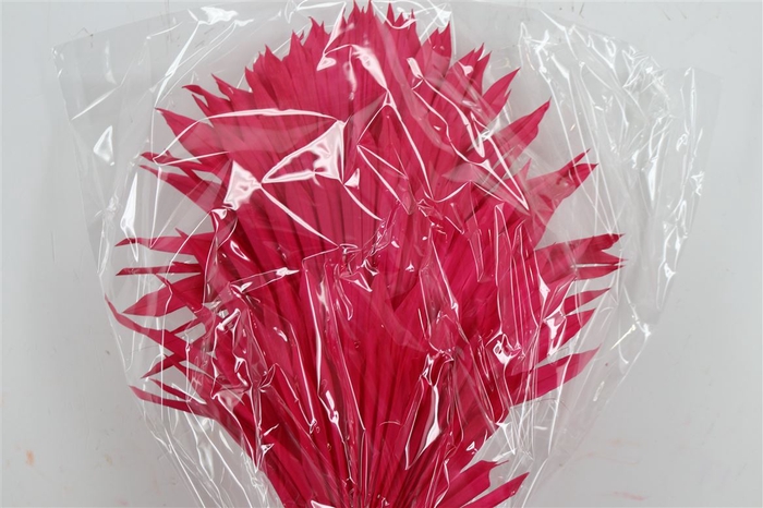 Dried Palm Sun 6pc Fuchsia Bunch