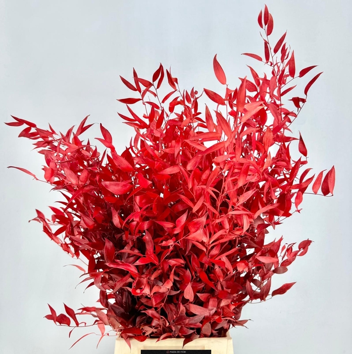 Ruscus Preserved Red