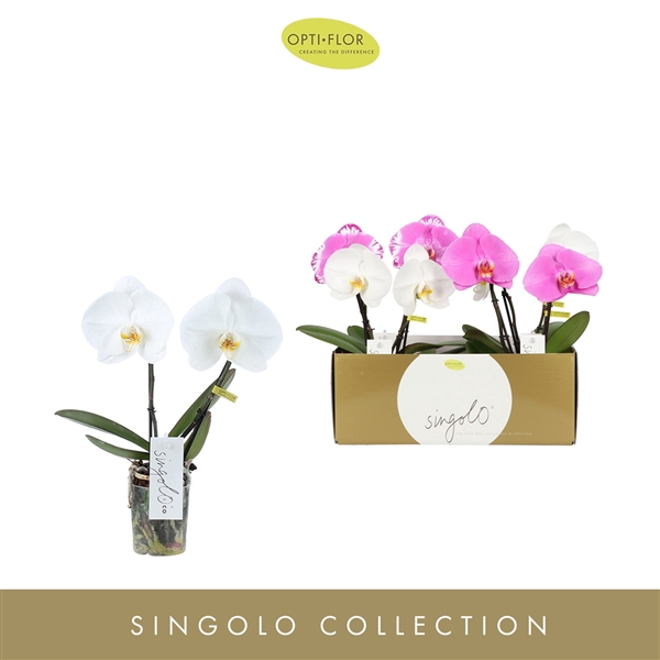 <h4>Singolo & Co Mix</h4>