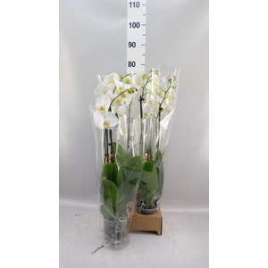 Phalaenopsis   ...white
