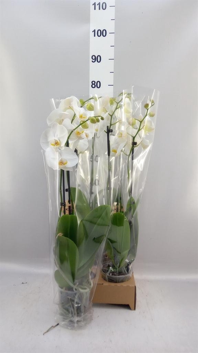 <h4>Phalaenopsis   ...white</h4>