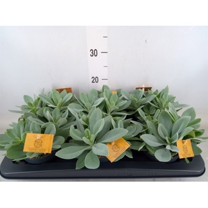 Senecio cephal. 'Mountain Fire'