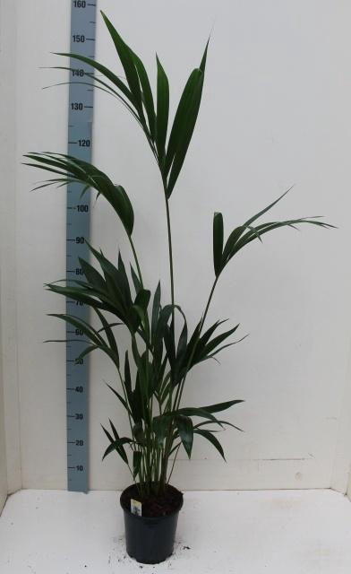 Howea Forsteriana