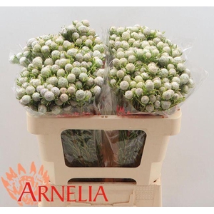 Leucad L Ay Ja Pe Vt