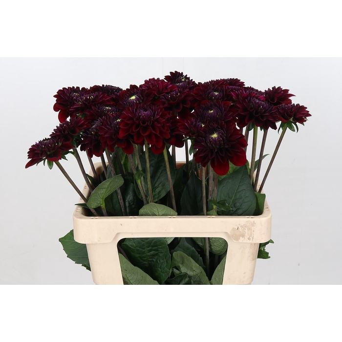 <h4>Dahlia Black Fox</h4>