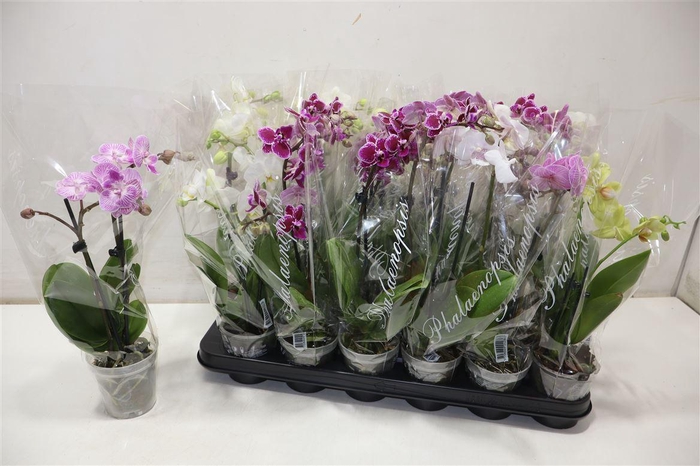 <h4>arr8 Phal Gem 4 Kl</h4>