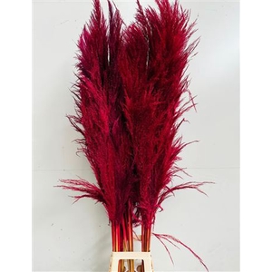 Cortaderia Red