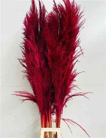 <h4>Cortaderia Red</h4>