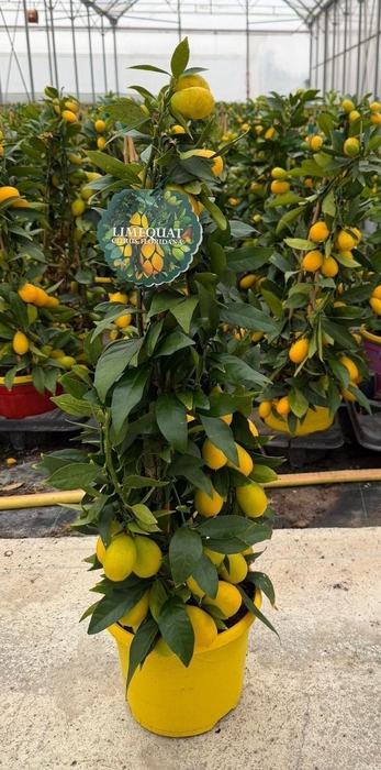 <h4>CITR MICROCARPA</h4>