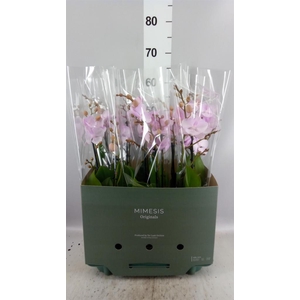 Phalaenopsis   ...
