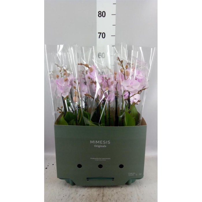<h4>Phalaenopsis   ...</h4>