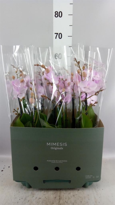 Phalaenopsis   ...