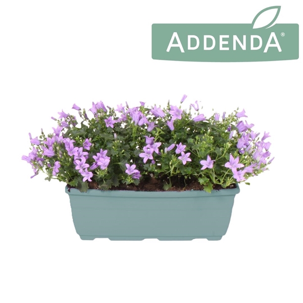 <h4>Campanula Ambella Lavender Bloembak 27 cm</h4>