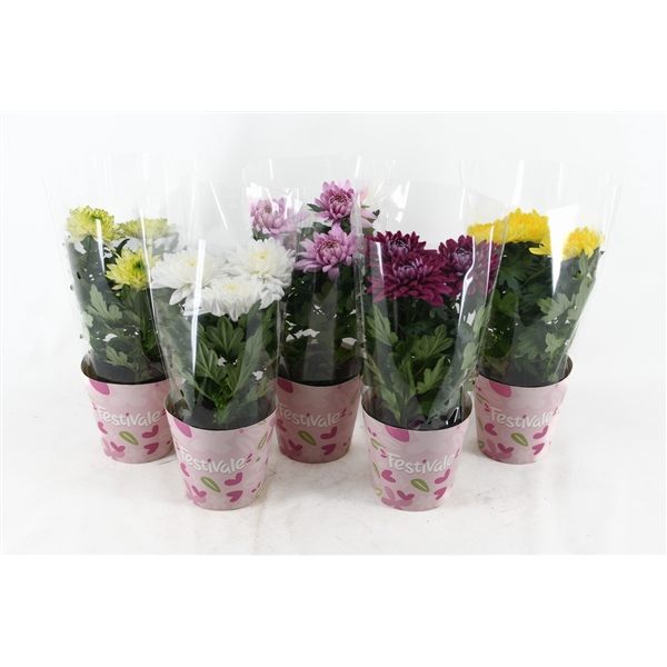 <h4>Festivale Chrysanne® Zembla Next mix</h4>
