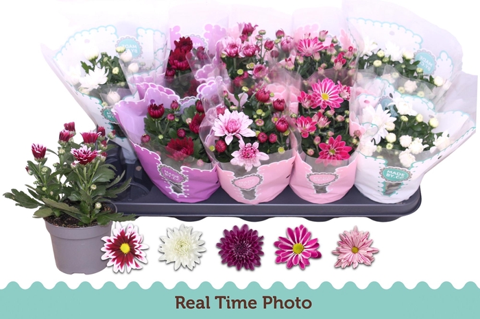 <h4>CHR GEMENGD</h4>