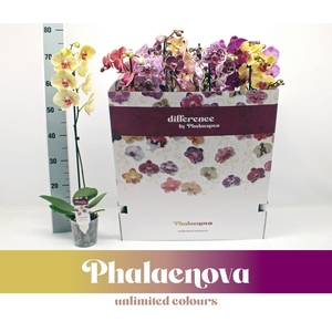 Gemengd 1-tak 70cm (RIJP) 12 kleuren doos