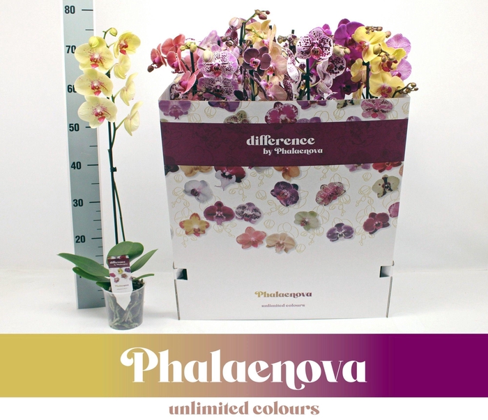 <h4>Gemengd 1-tak 70cm (RIJP) 12 kleuren doos</h4>