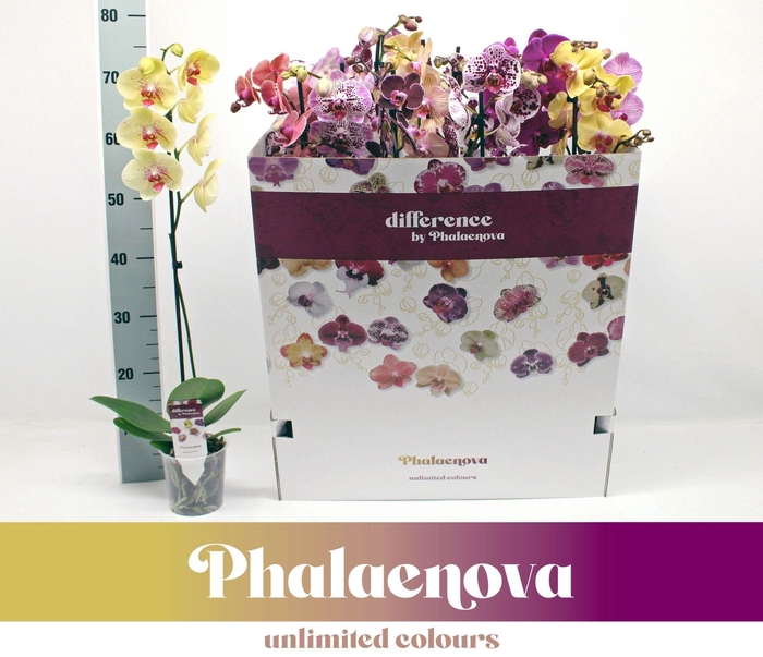 <h4>Gemengd 1-tak 70cm (RIJP) 12 kleuren doos</h4>