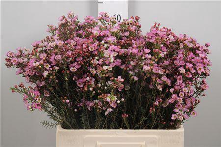 <h4>Chame Me Grand Adi</h4>