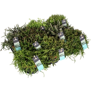 Rhipsalis gemengd D10,5